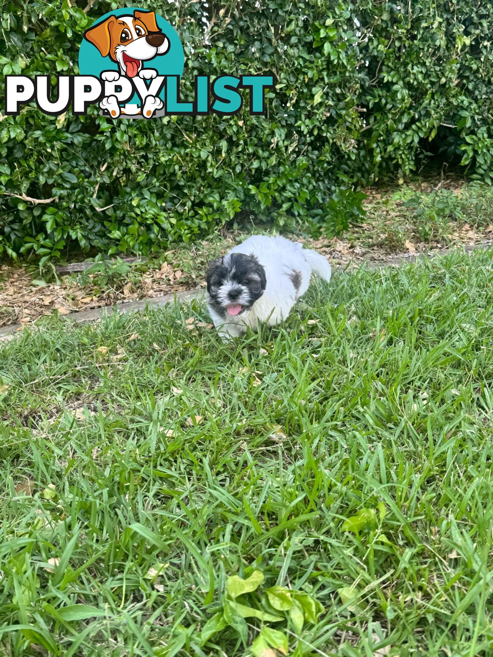 Maltese x Shih Tzu Puppies available now! 1B &amp; 1G