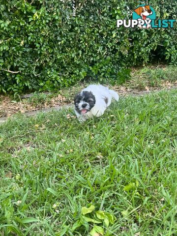 Maltese x Shih Tzu Puppies available now! 1B &amp; 1G