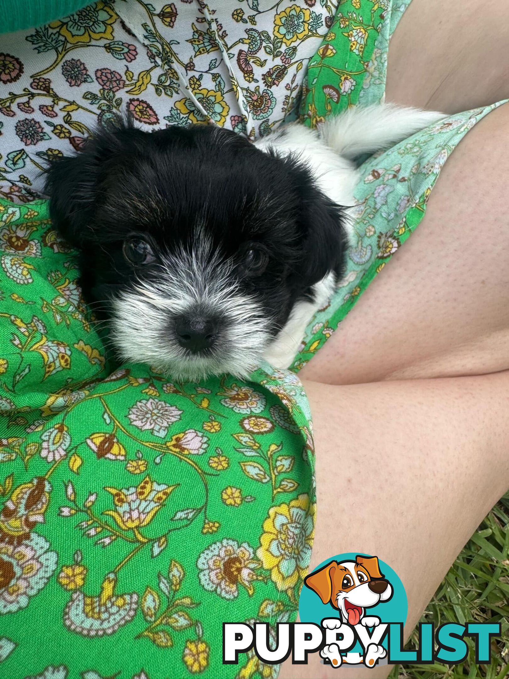 Maltese x Shih Tzu Puppies available now! 1B &amp; 1G