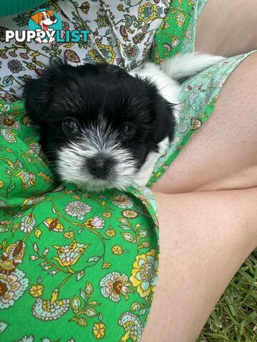 Maltese x Shih Tzu Puppies available now! 1B &amp; 1G