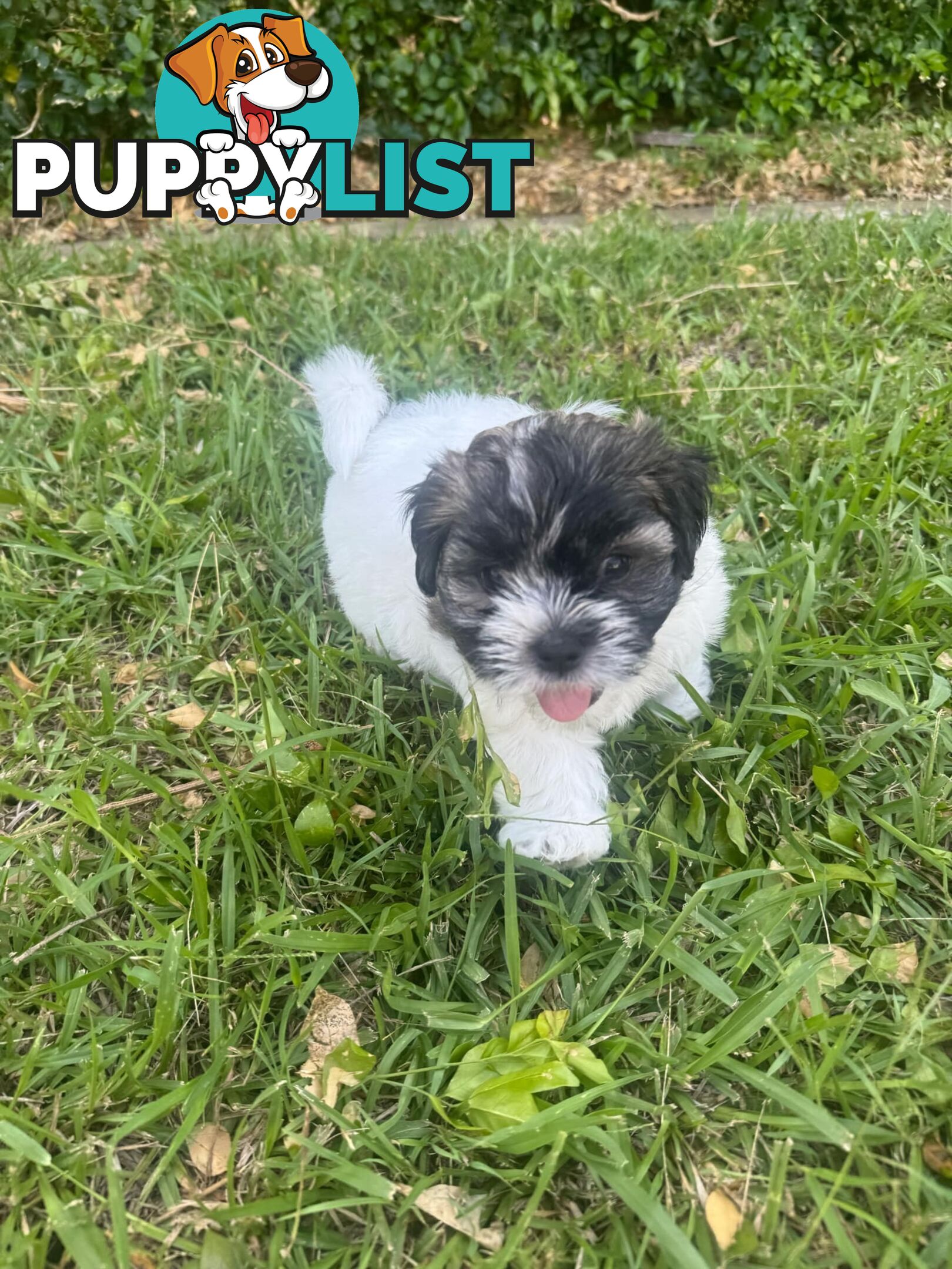 Maltese x Shih Tzu Puppies available now! 1B &amp; 1G