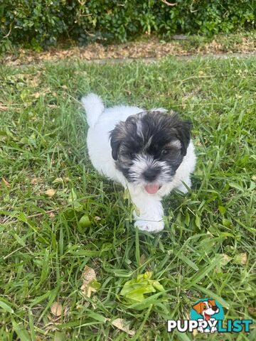 Maltese x Shih Tzu Puppies available now! 1B &amp; 1G