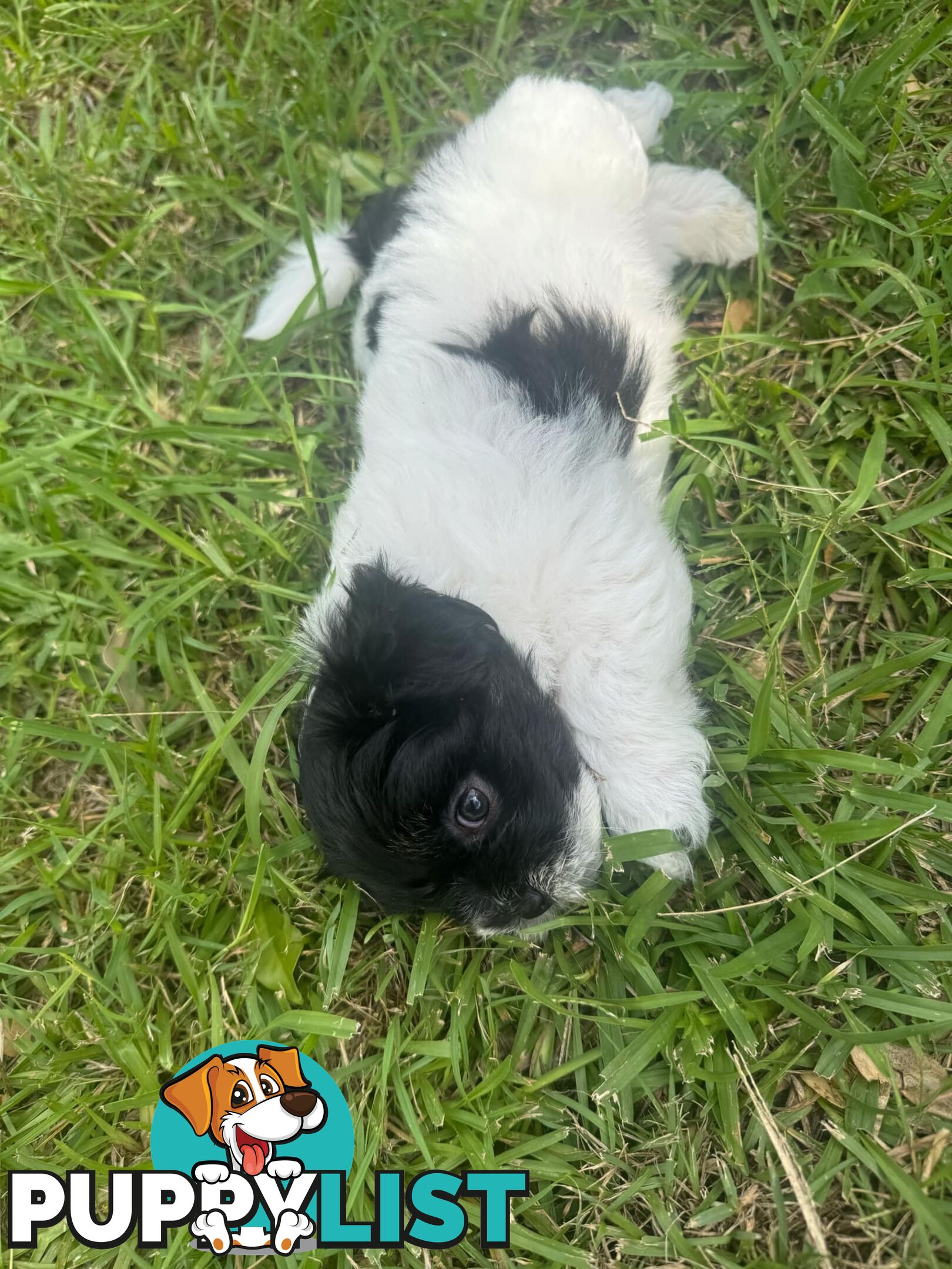 Maltese x Shih Tzu Puppies available now! 1B &amp; 1G