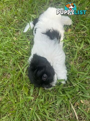 Maltese x Shih Tzu Puppies available now! 1B &amp; 1G