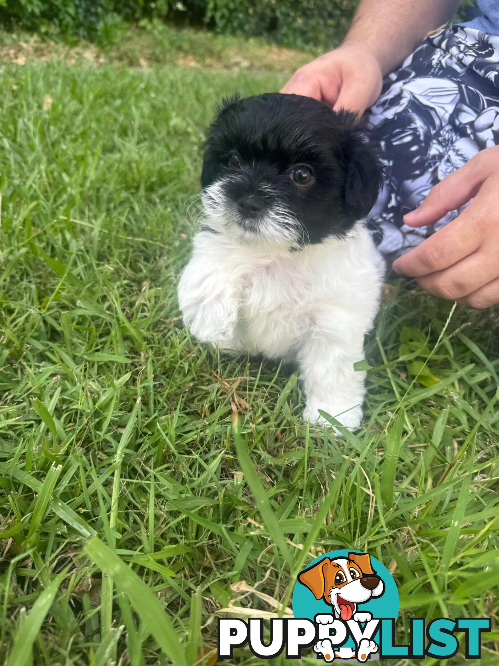 Maltese x Shih Tzu Puppies available now! 1B &amp; 1G