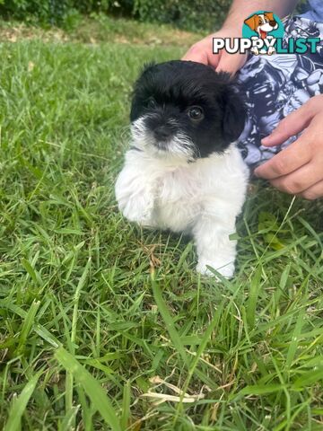 Maltese x Shih Tzu Puppies available now! 1B &amp; 1G