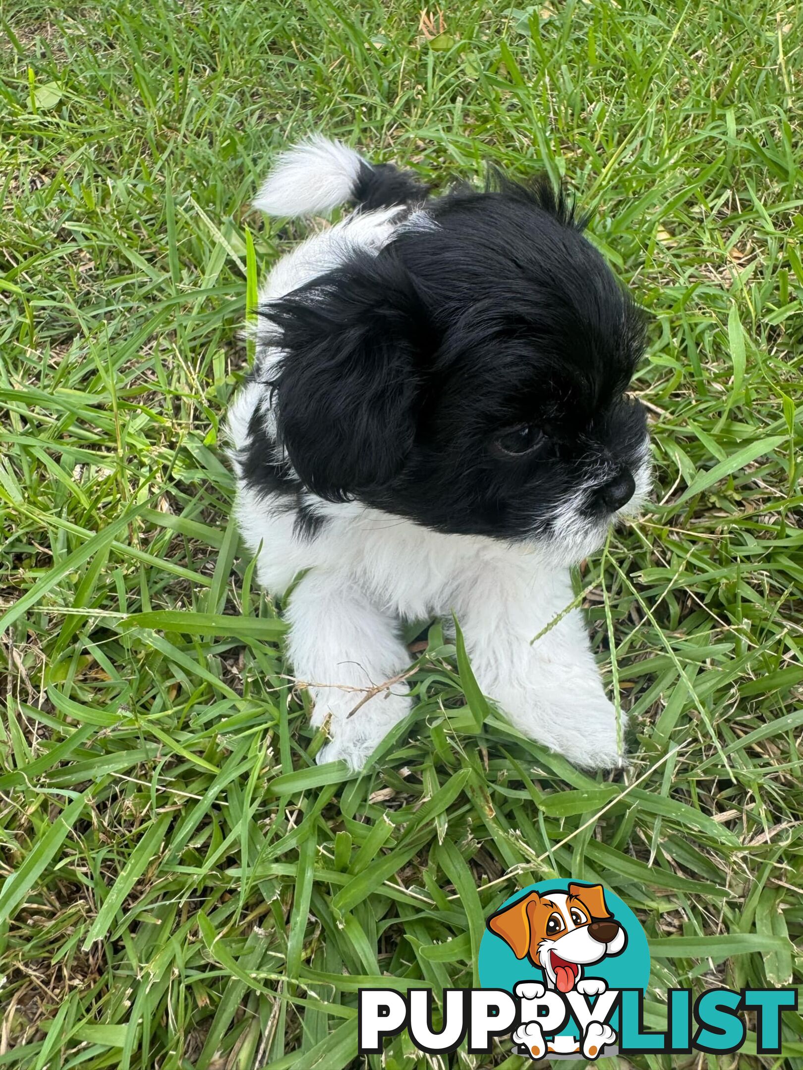 Maltese x Shih Tzu Puppies available now! 1B &amp; 1G