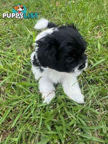 Maltese x Shih Tzu Puppies available now! 1B &amp; 1G