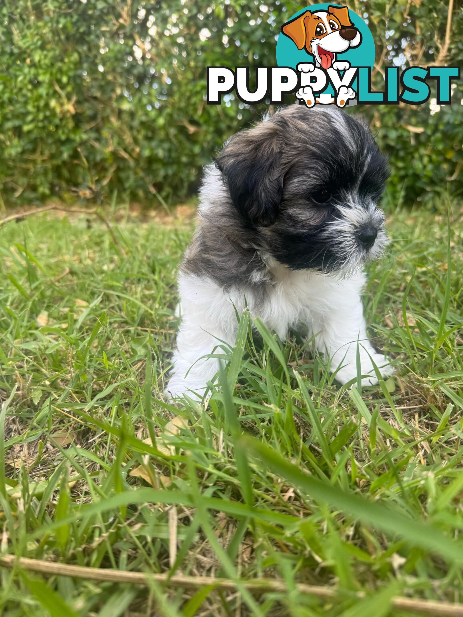 Maltese x Shih Tzu Puppies available now! 1B &amp; 1G