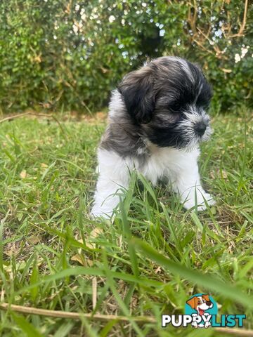 Maltese x Shih Tzu Puppies available now! 1B &amp; 1G