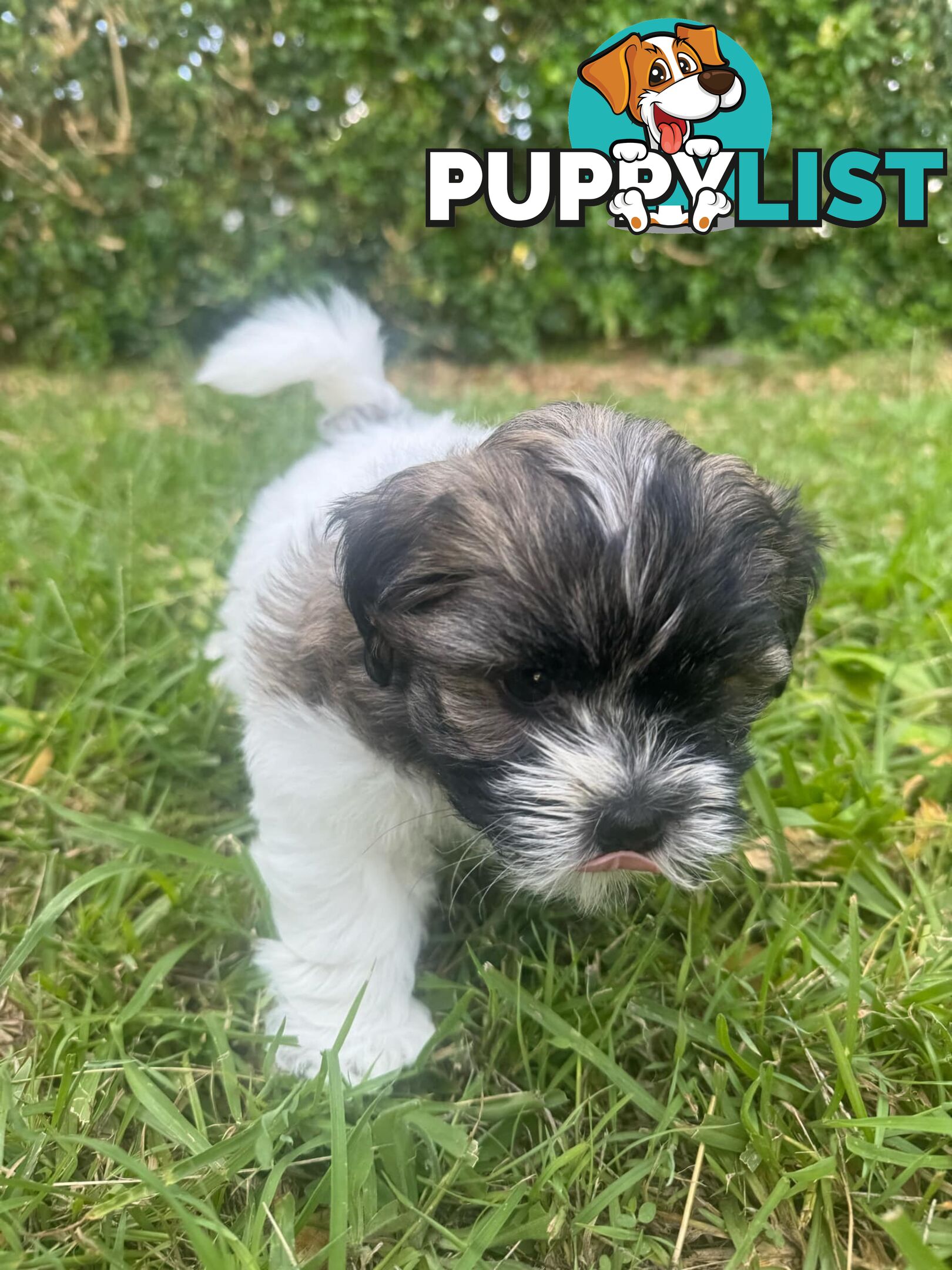 Maltese x Shih Tzu Puppies available now! 1B &amp; 1G