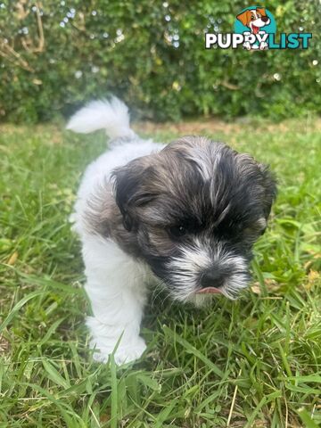 Maltese x Shih Tzu Puppies available now! 1B &amp; 1G