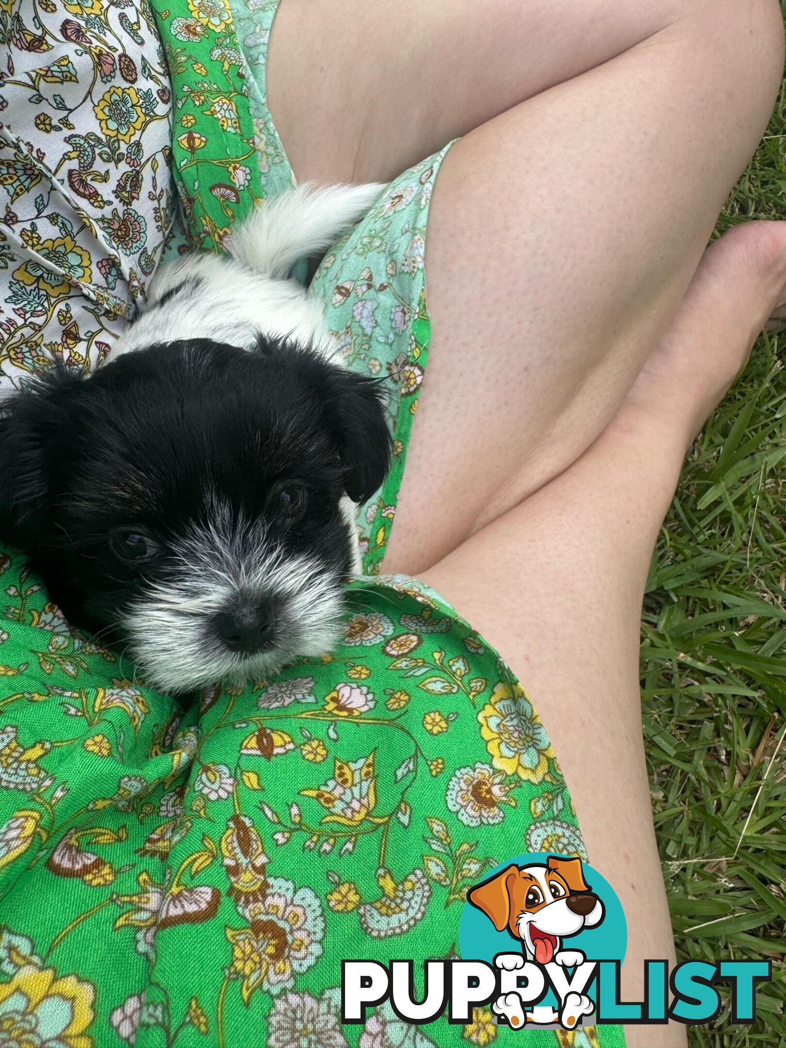 Maltese x Shih Tzu Puppies available now! 1B &amp; 1G