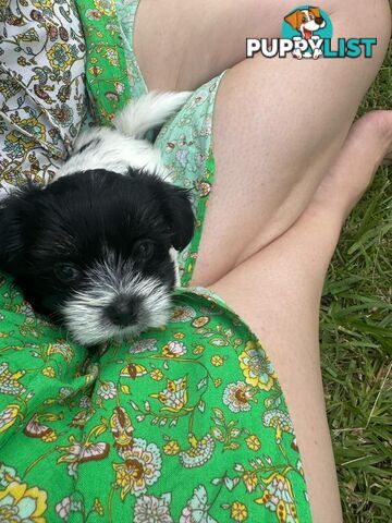 Maltese x Shih Tzu Puppies available now! 1B &amp; 1G