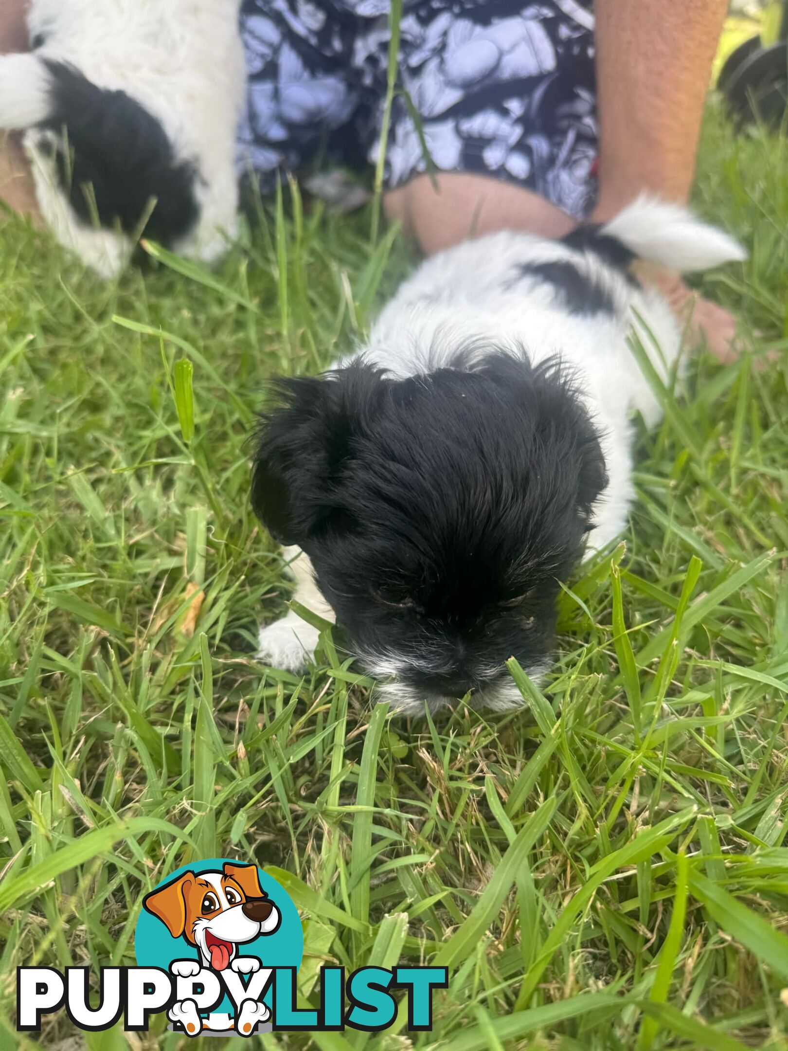 Maltese x Shih Tzu Puppies available now! 1B &amp; 1G