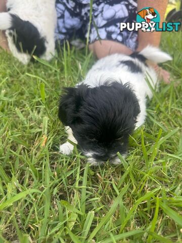 Maltese x Shih Tzu Puppies available now! 1B &amp; 1G