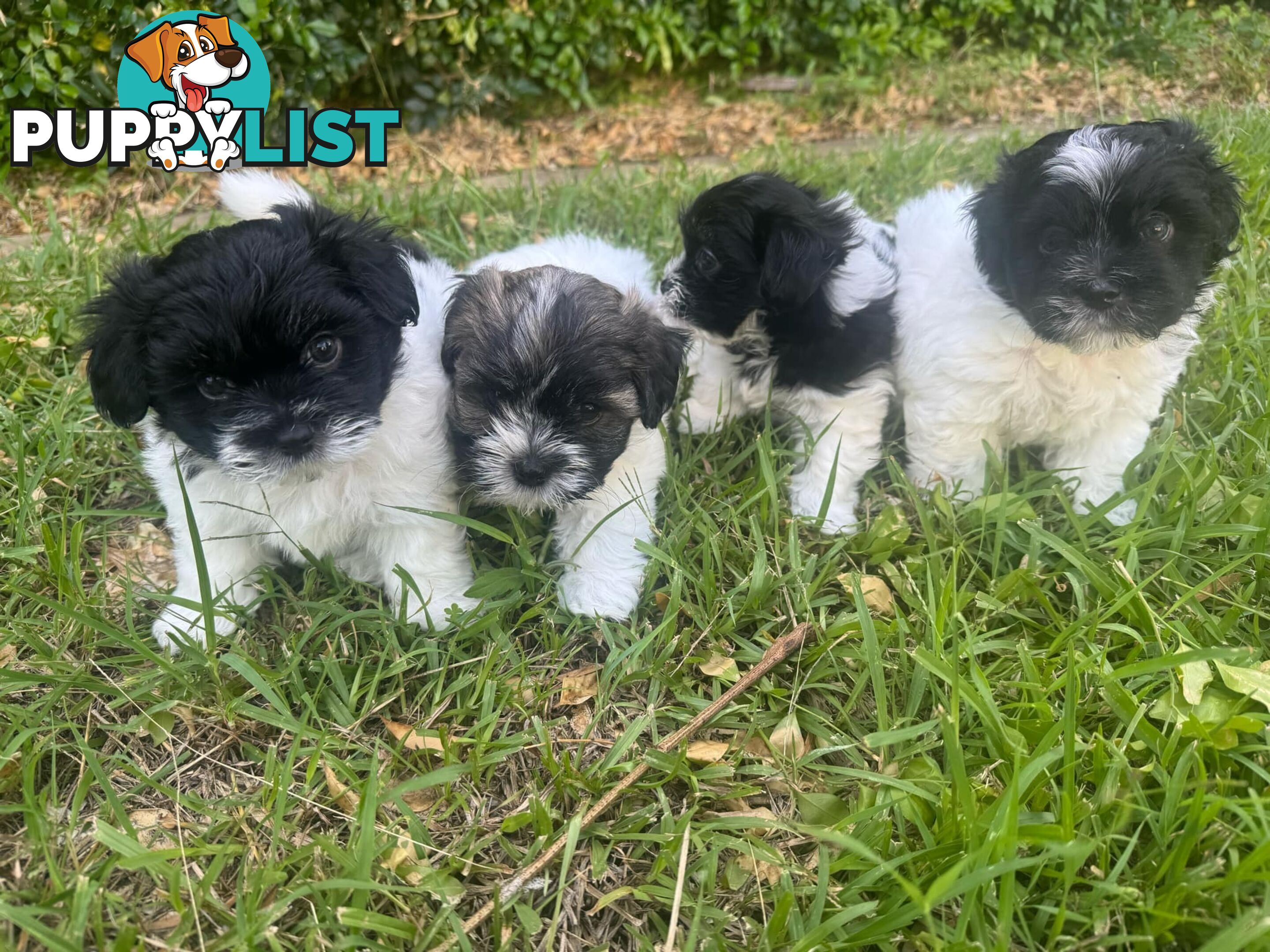 Maltese x Shih Tzu Puppies available now! 1B &amp; 1G