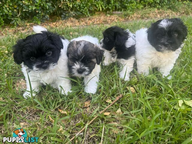 Maltese x Shih Tzu Puppies available now! 1B &amp; 1G