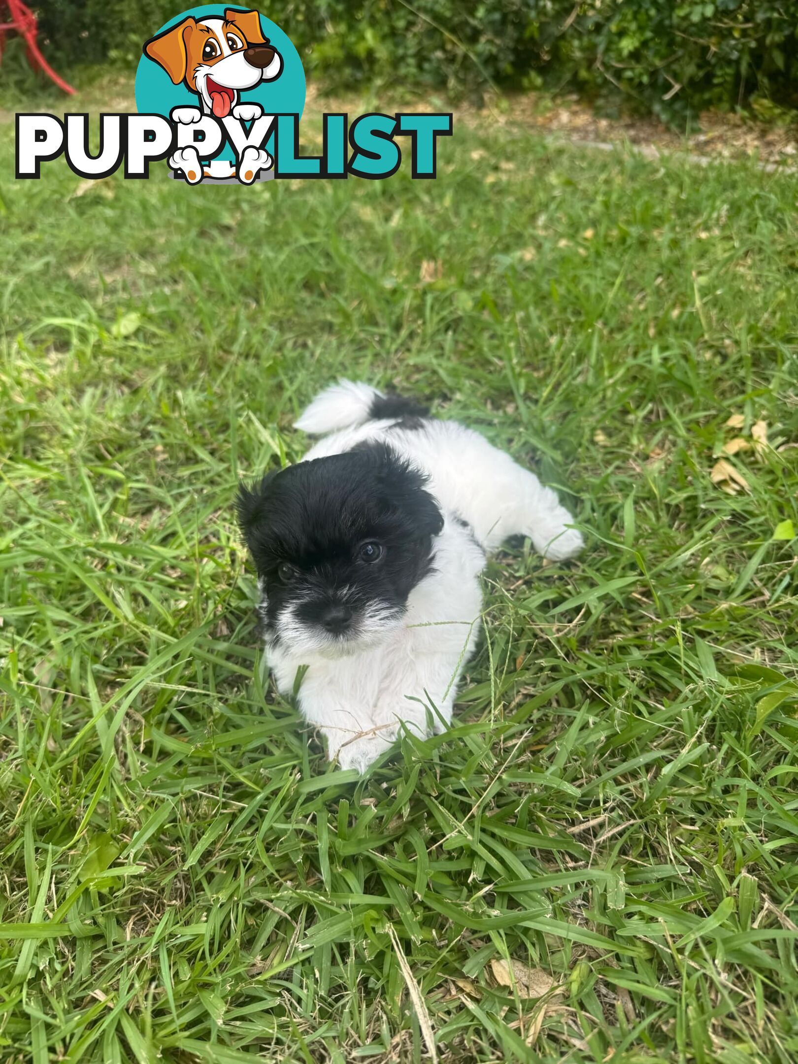 Maltese x Shih Tzu Puppies available now! 1B &amp; 1G