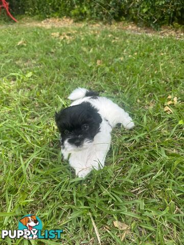 Maltese x Shih Tzu Puppies available now! 1B &amp; 1G