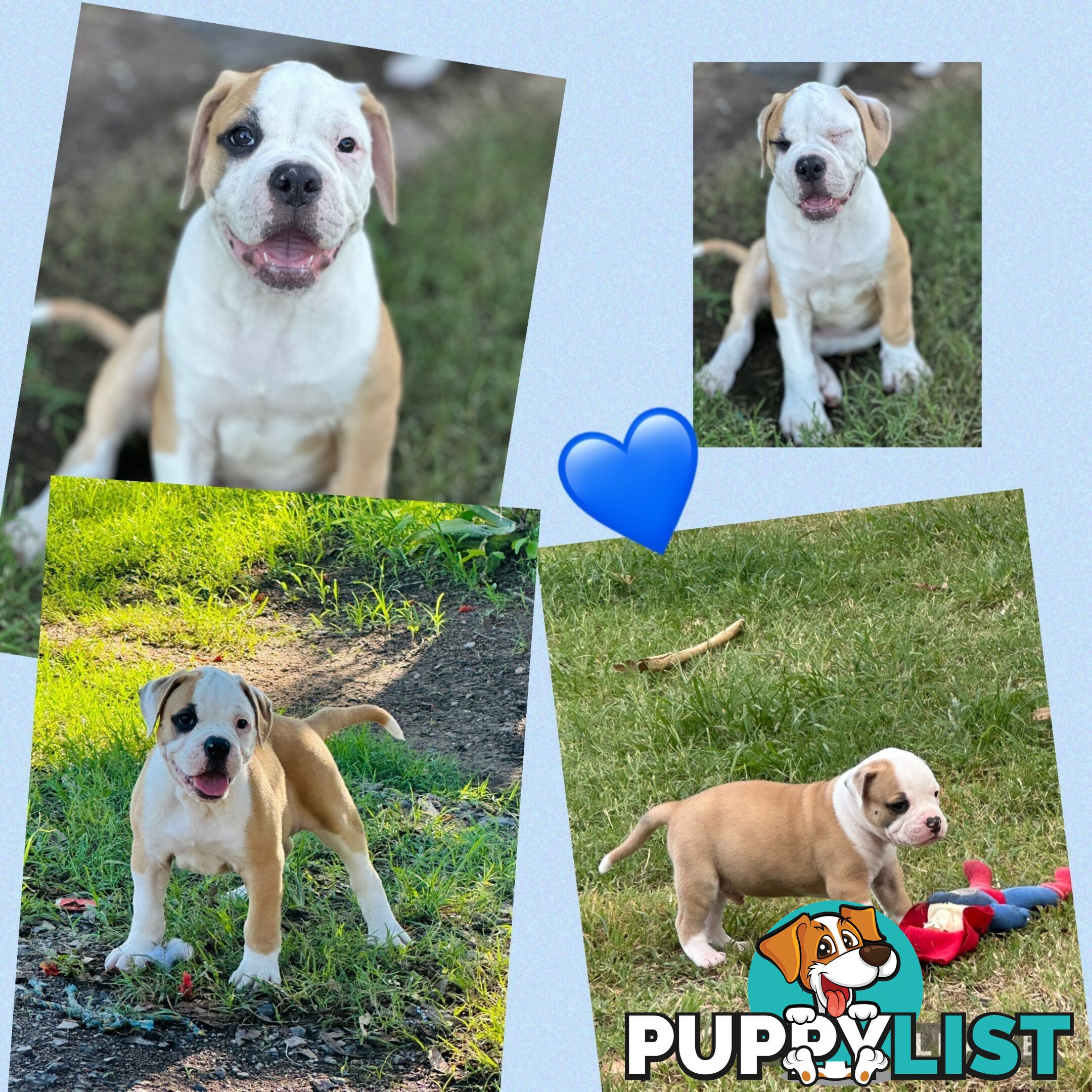 American bulldogs purebred puppies 9 weeks old