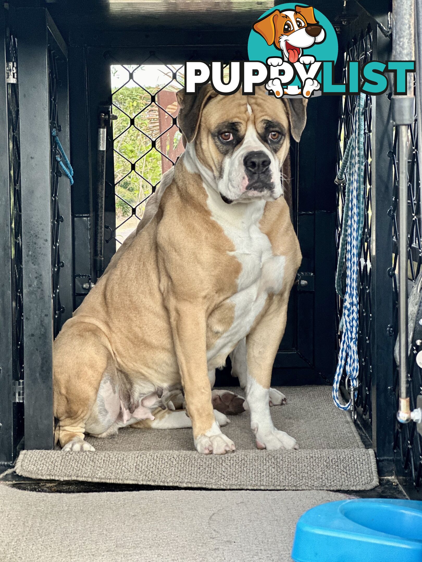 American bulldogs purebred puppies 9 weeks old