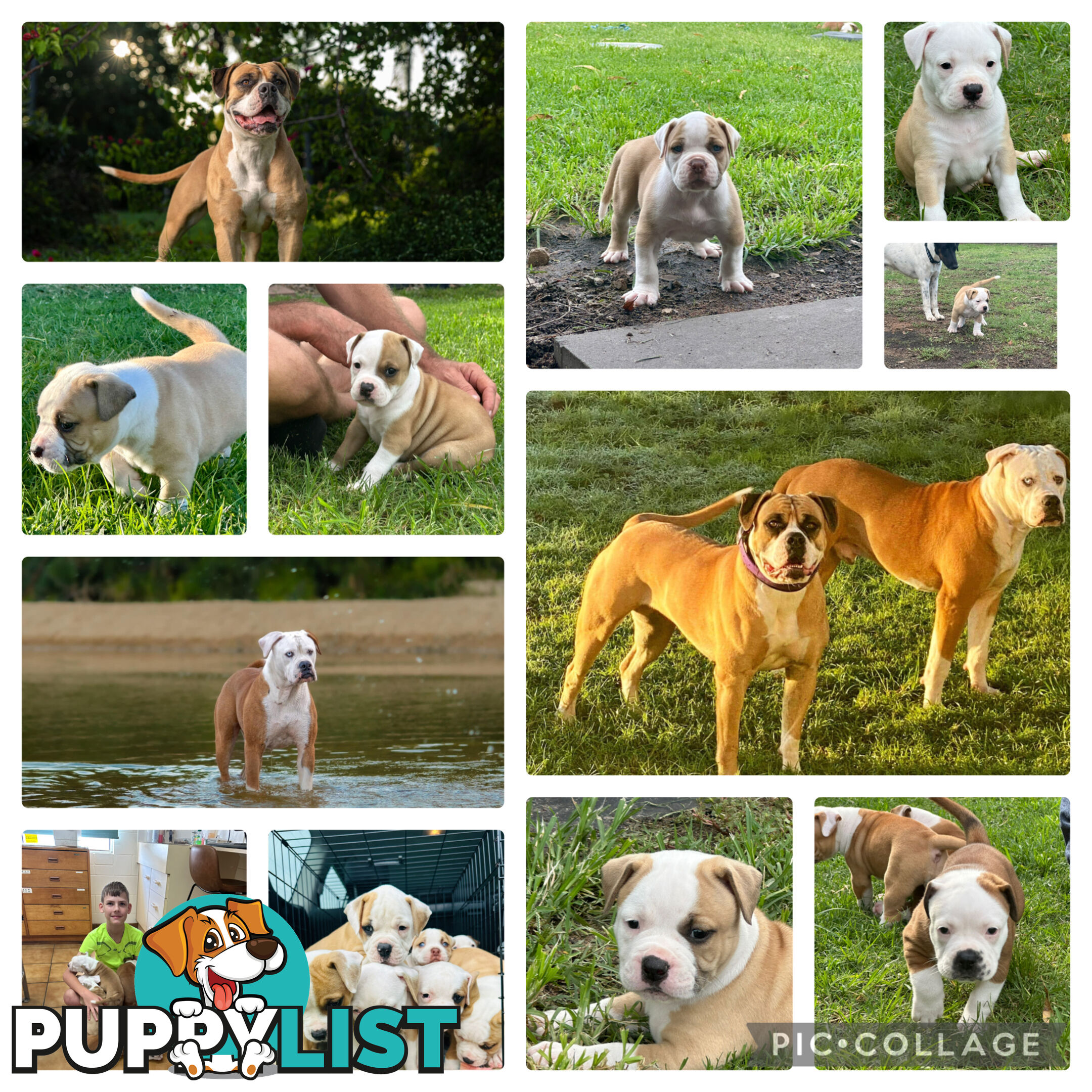 American bulldogs purebred puppies 9 weeks old