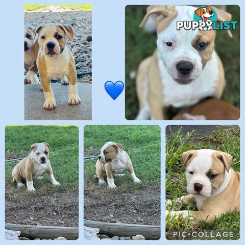 American bulldogs purebred puppies 9 weeks old