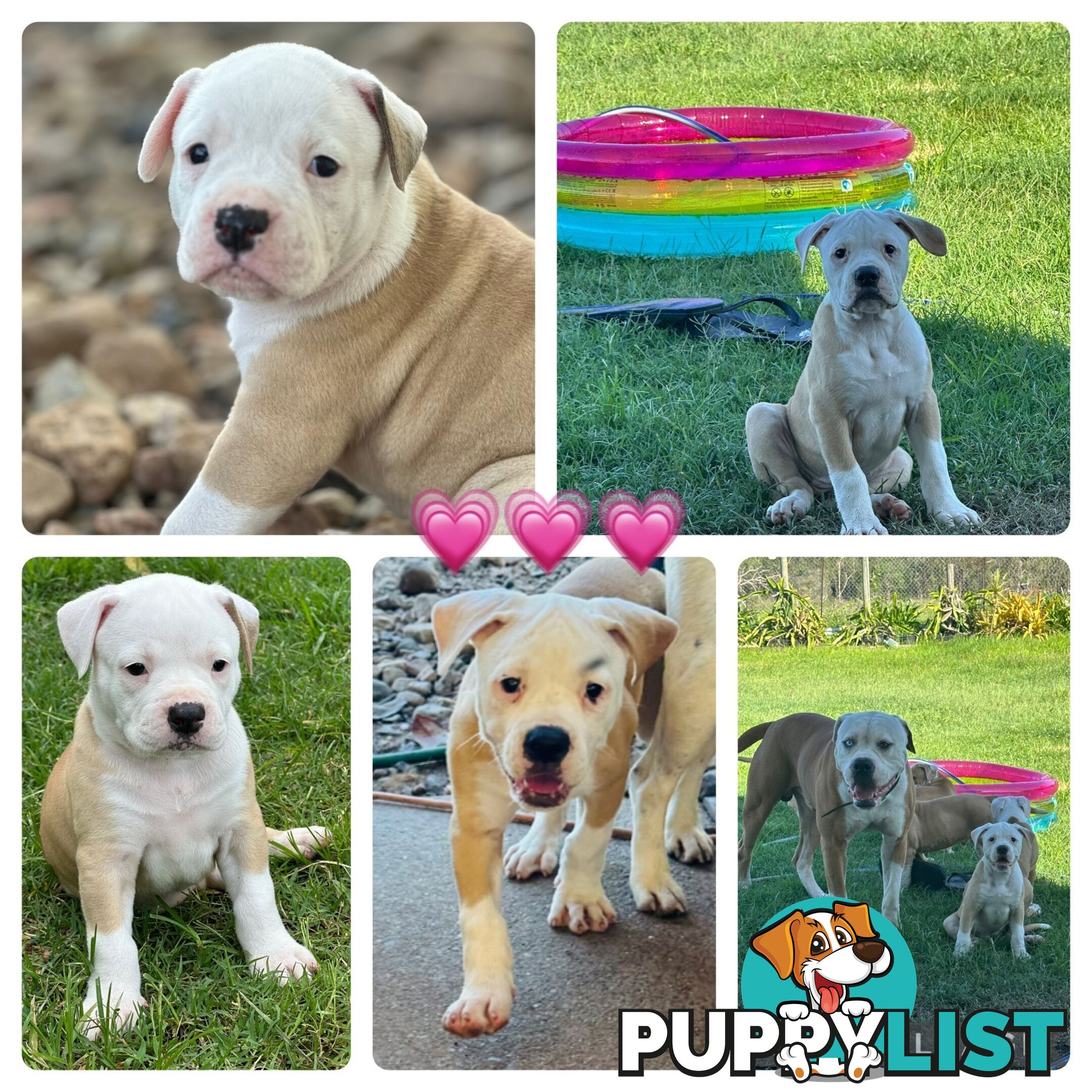 American bulldogs purebred puppies 9 weeks old