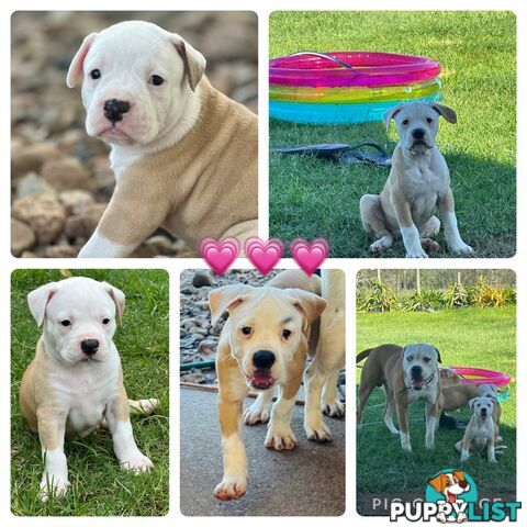 American bulldogs purebred puppies 9 weeks old