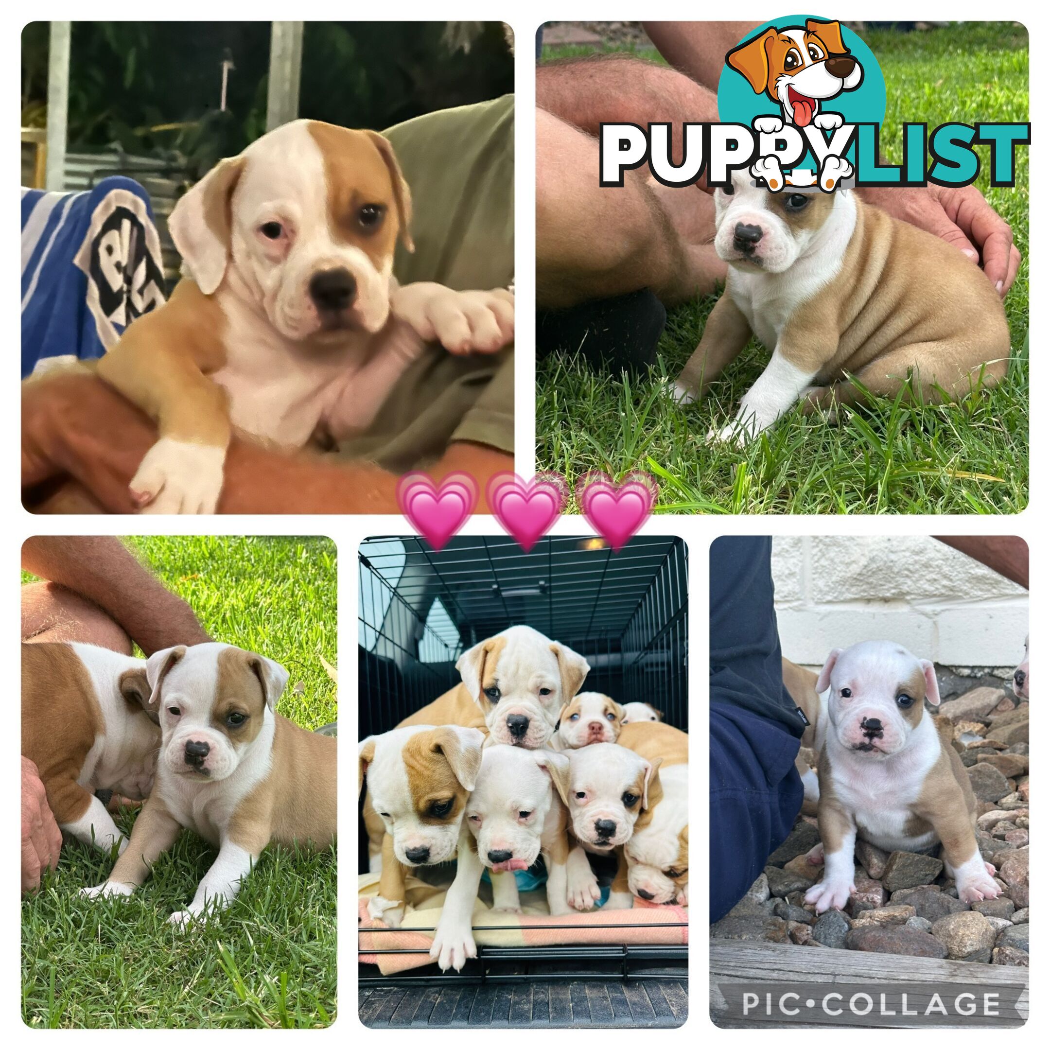 American bulldogs purebred puppies 9 weeks old