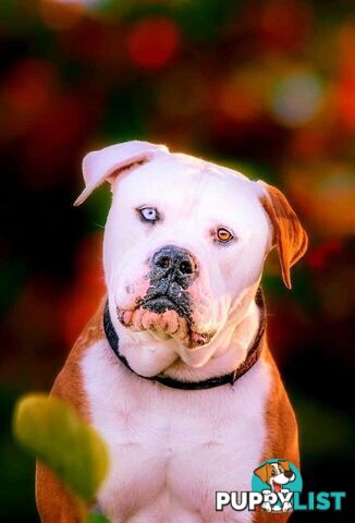 American bulldogs purebred puppies 9 weeks old