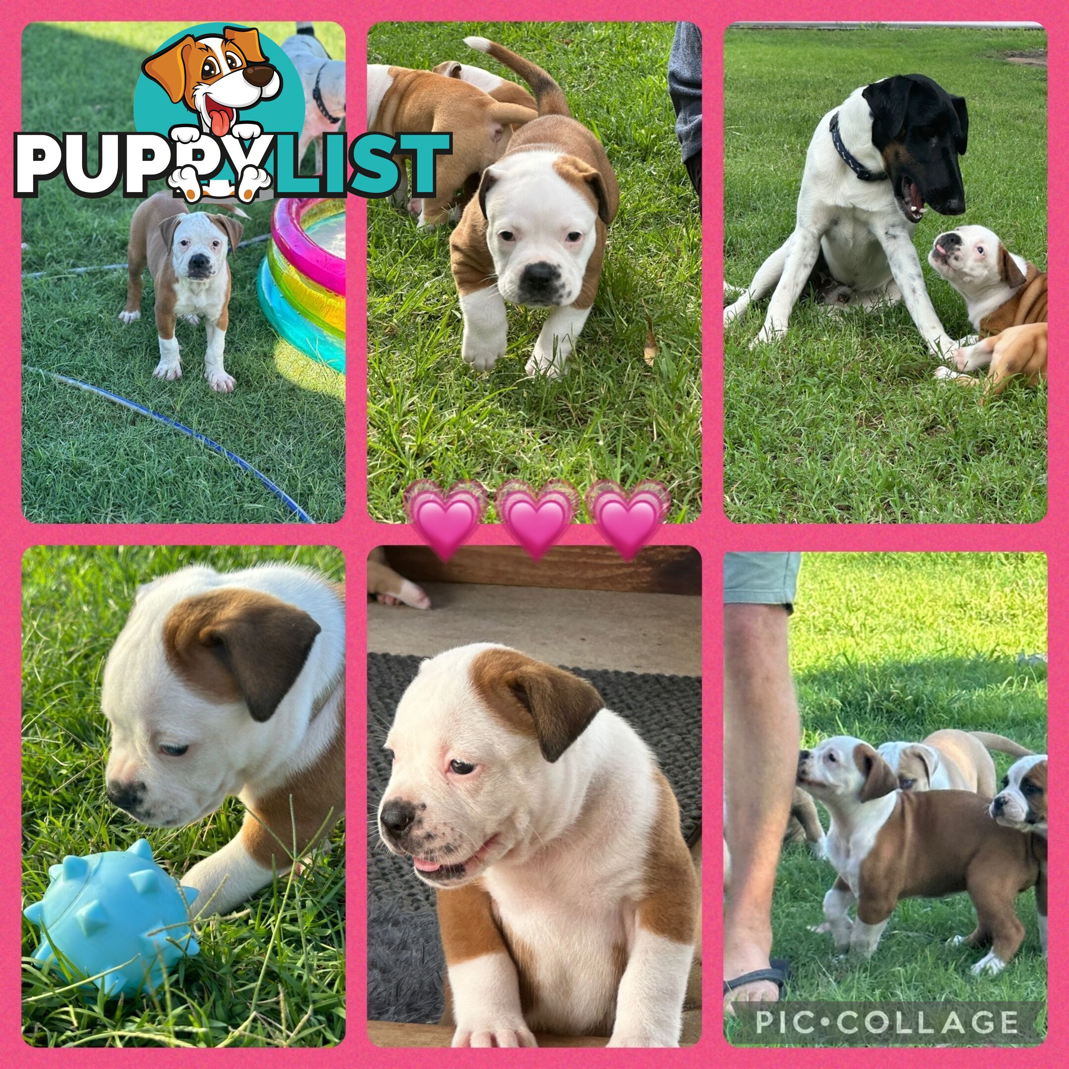 American bulldogs purebred puppies 9 weeks old