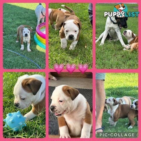 American bulldogs purebred puppies 9 weeks old