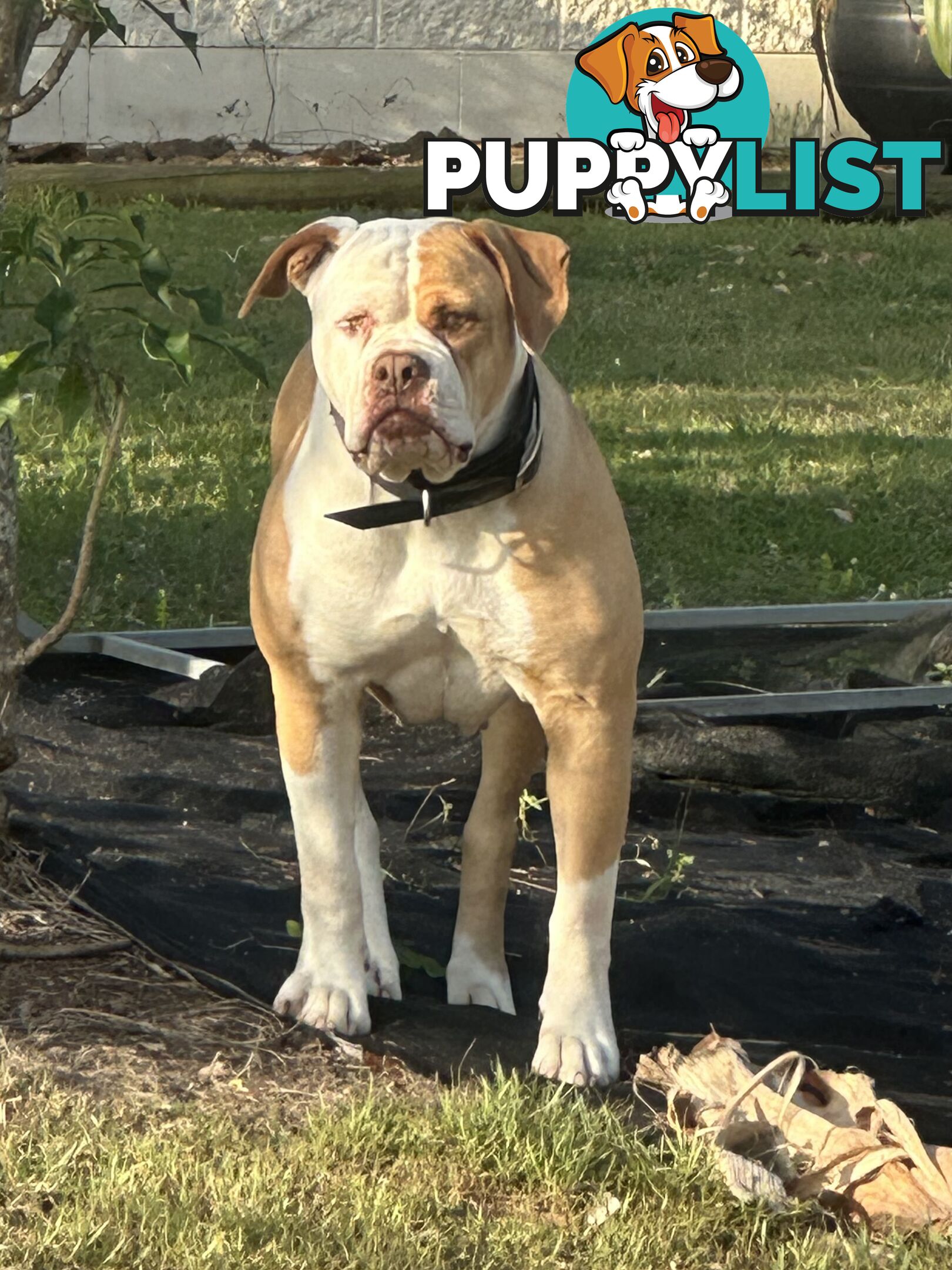 American bulldogs purebred puppies 9 weeks old