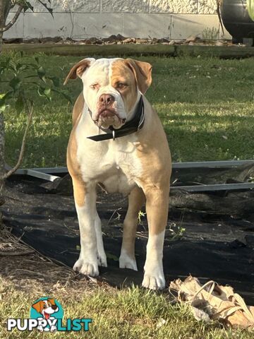 American bulldogs purebred puppies 9 weeks old