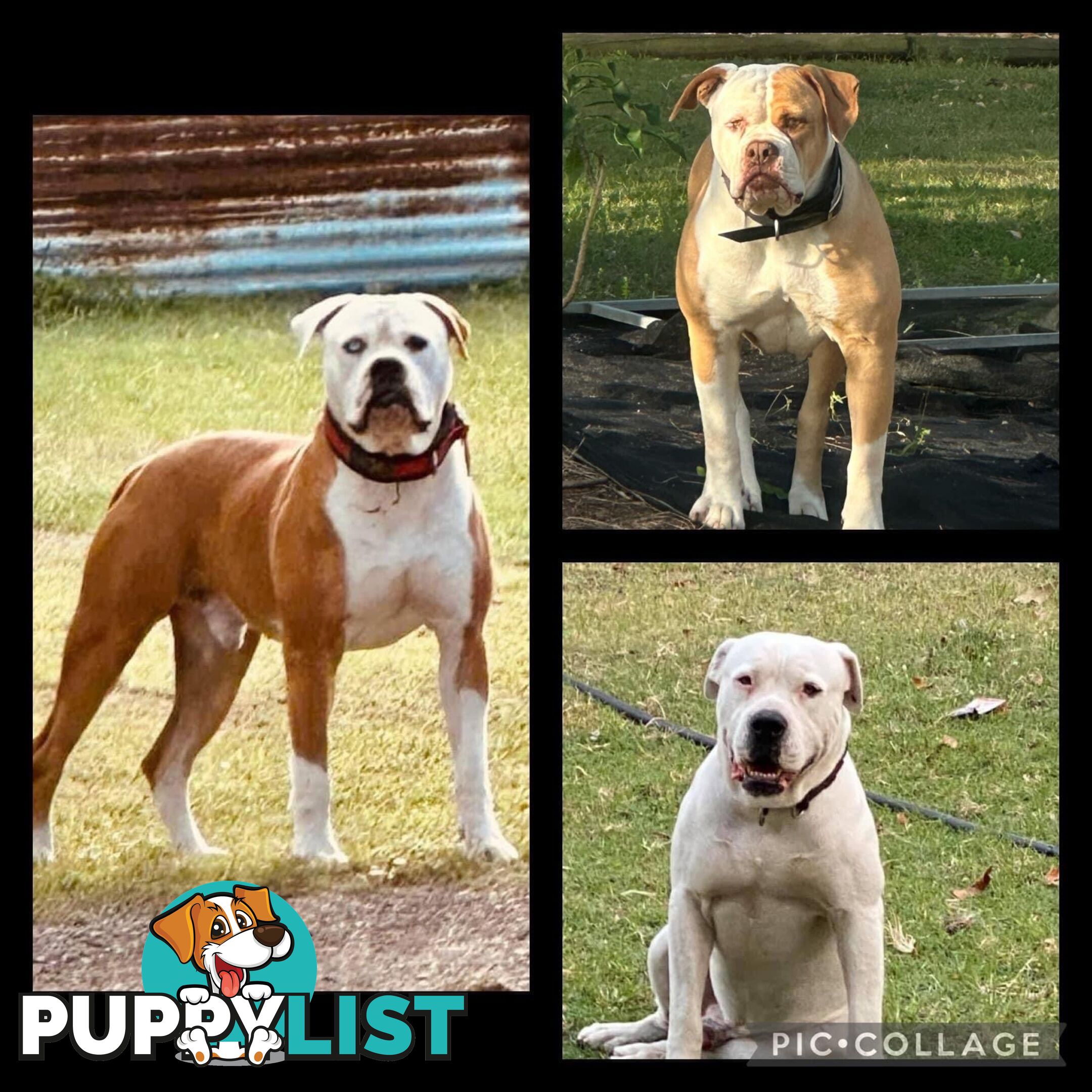 American bulldogs purebred puppies 9 weeks old