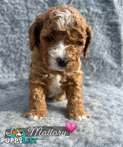 Toy Cavoodle Pups