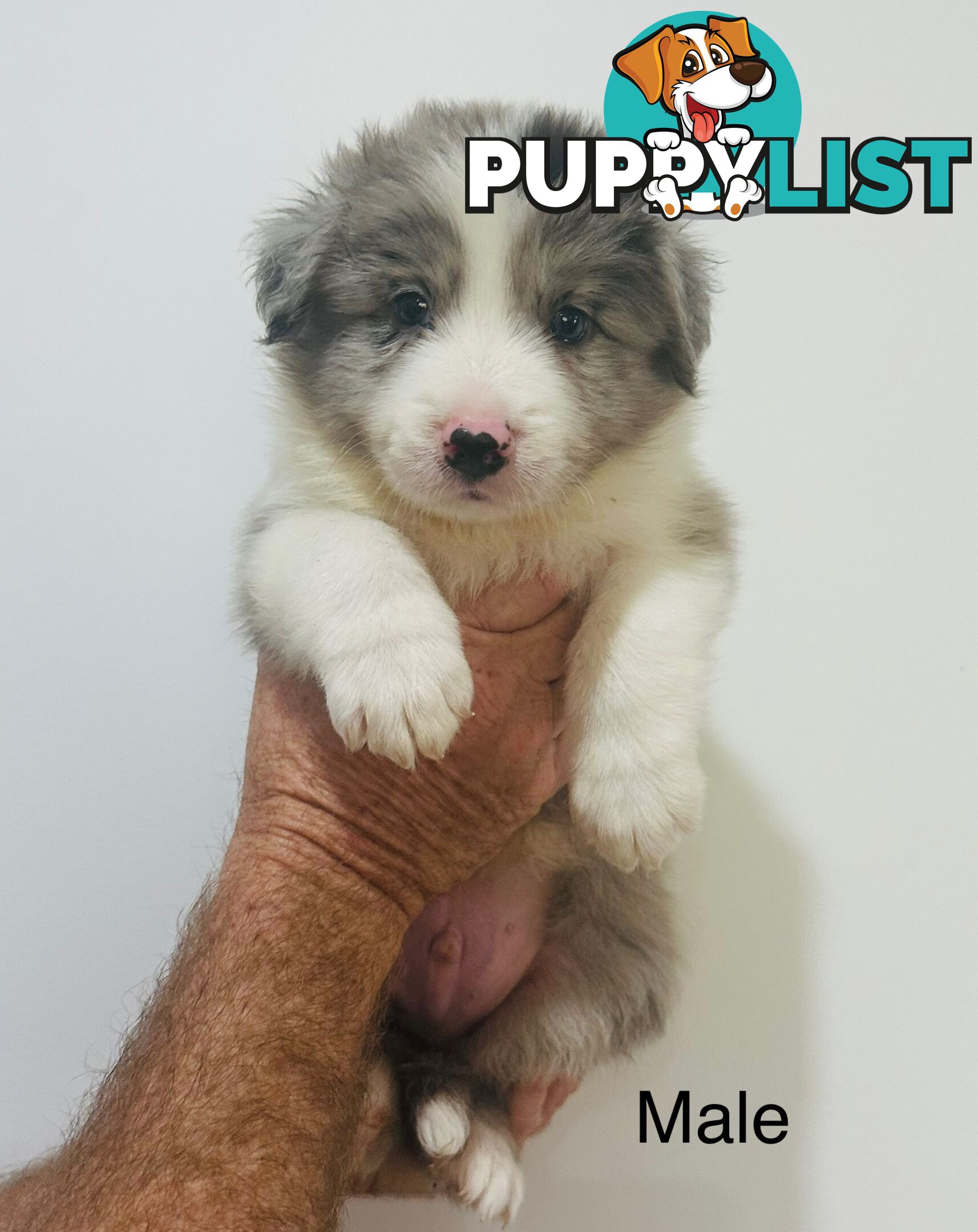 Purebred Border Collie Pups