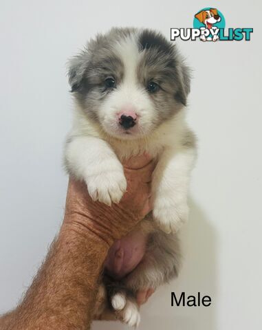 Purebred Border Collie Pups