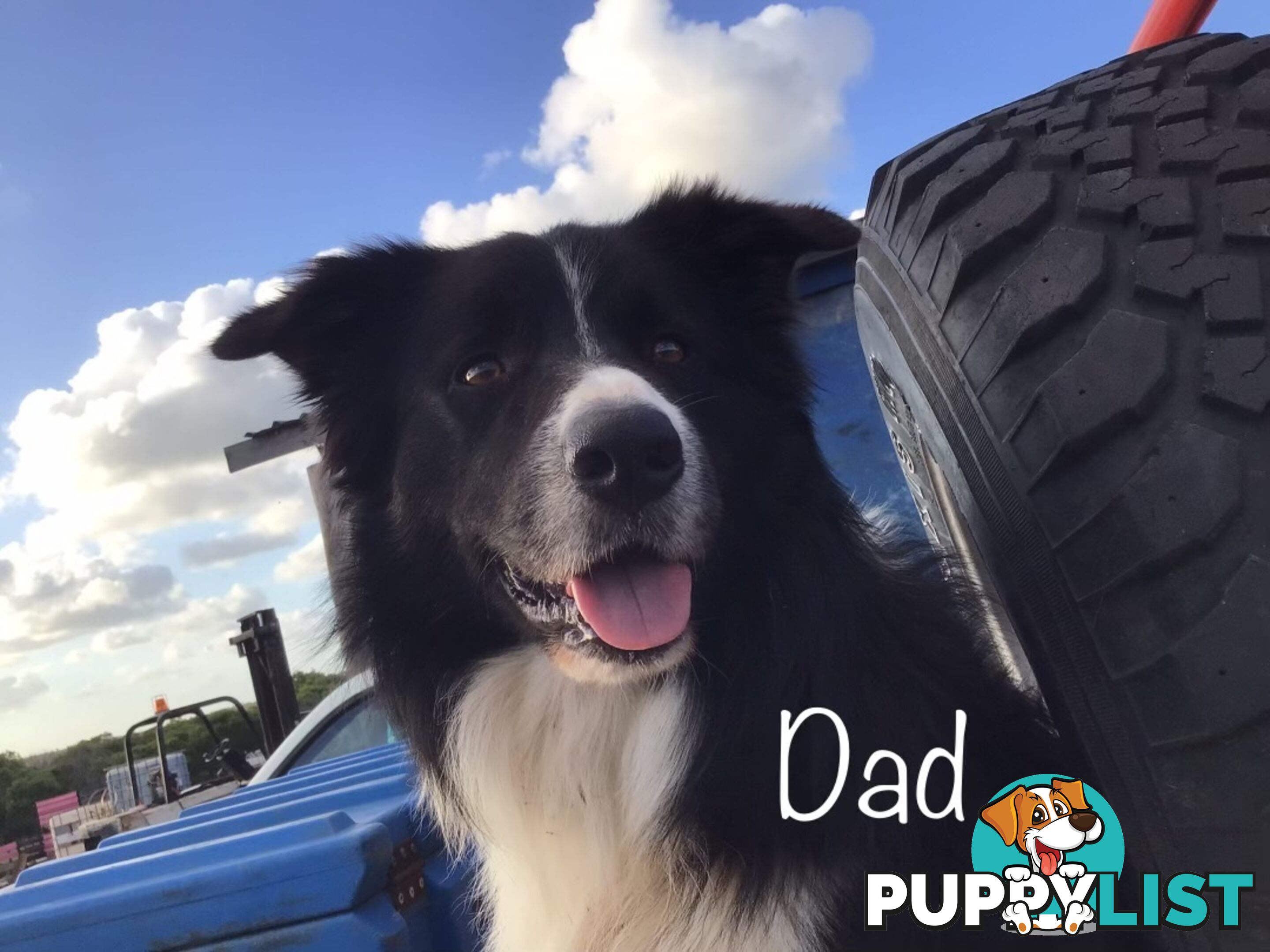 Purebred Border Collie Pups