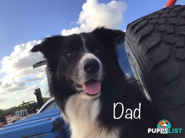 Purebred Border Collie Pups