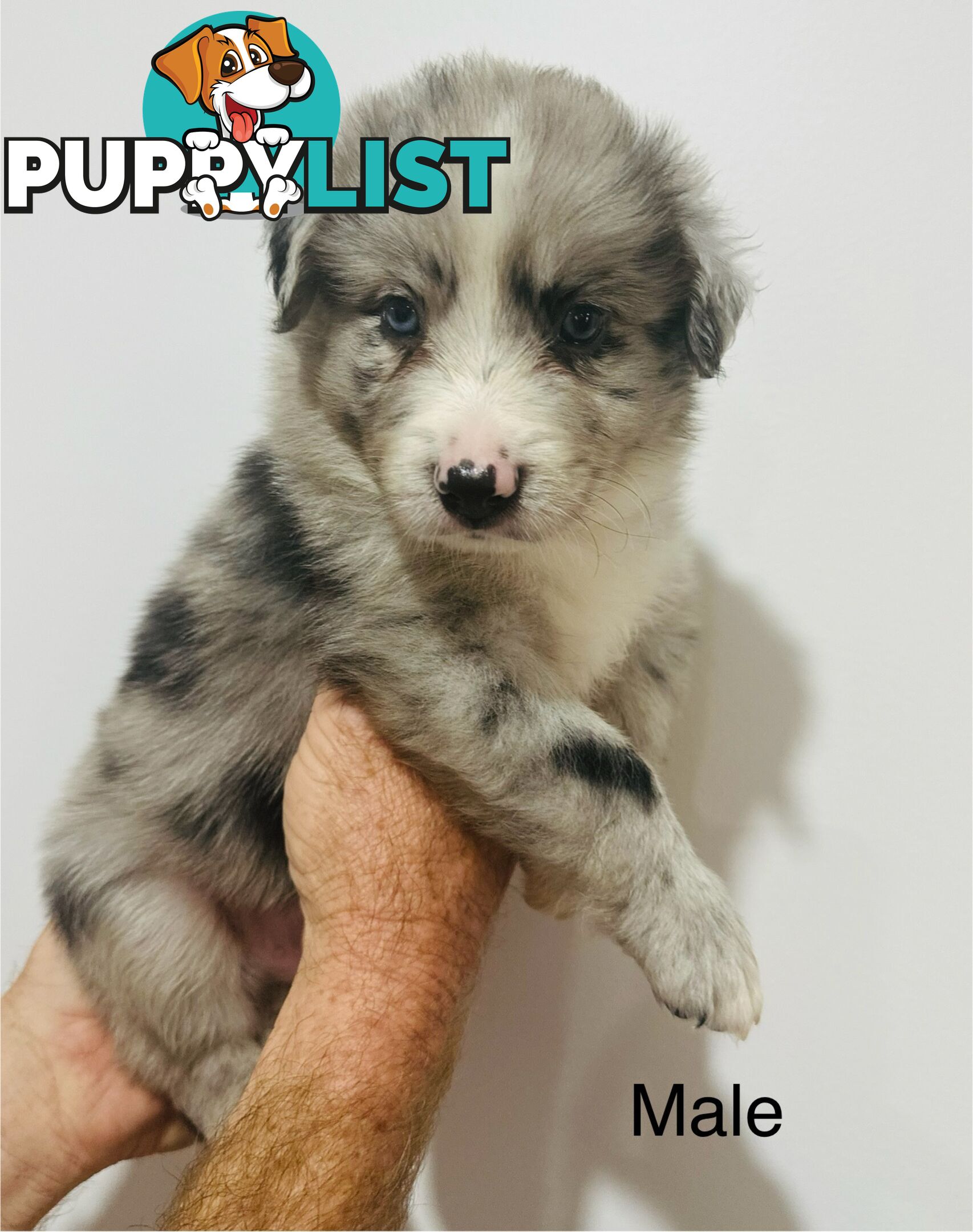 Purebred Border Collie Pups