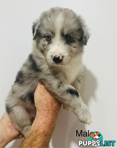 Purebred Border Collie Pups