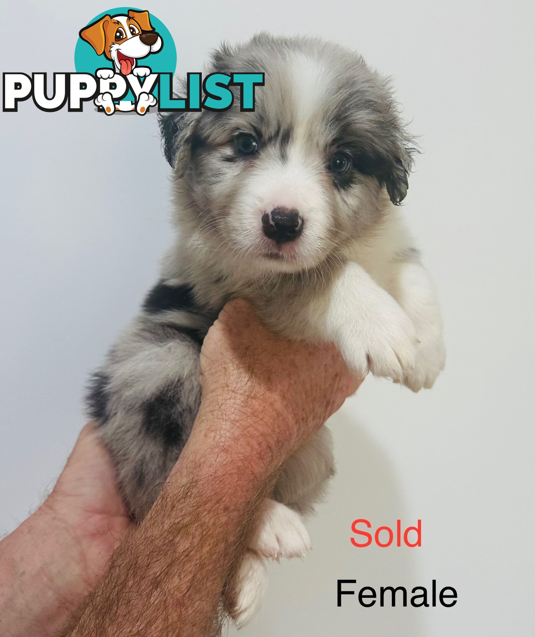 Purebred Border Collie Pups