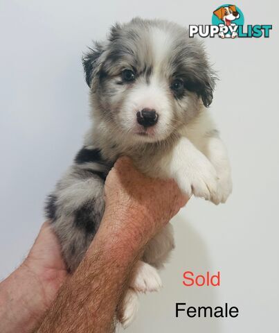 Purebred Border Collie Pups