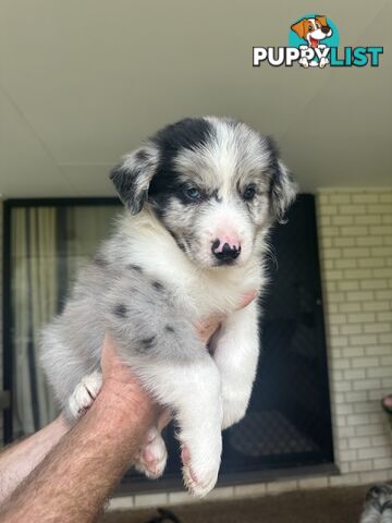 Purebred Border Collie Pups