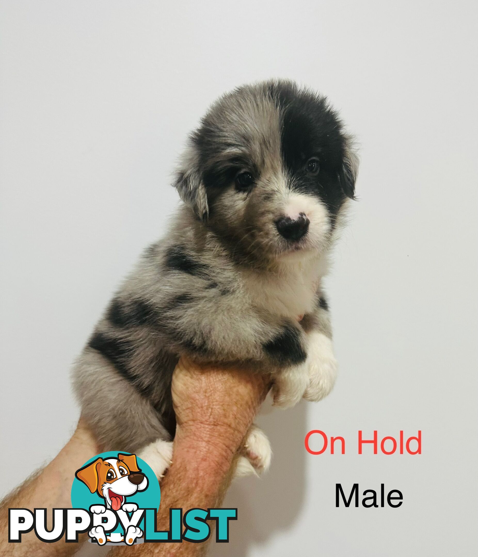 Purebred Border Collie Pups