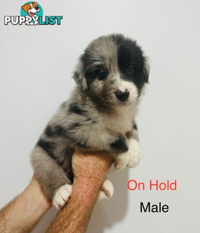 Purebred Border Collie Pups