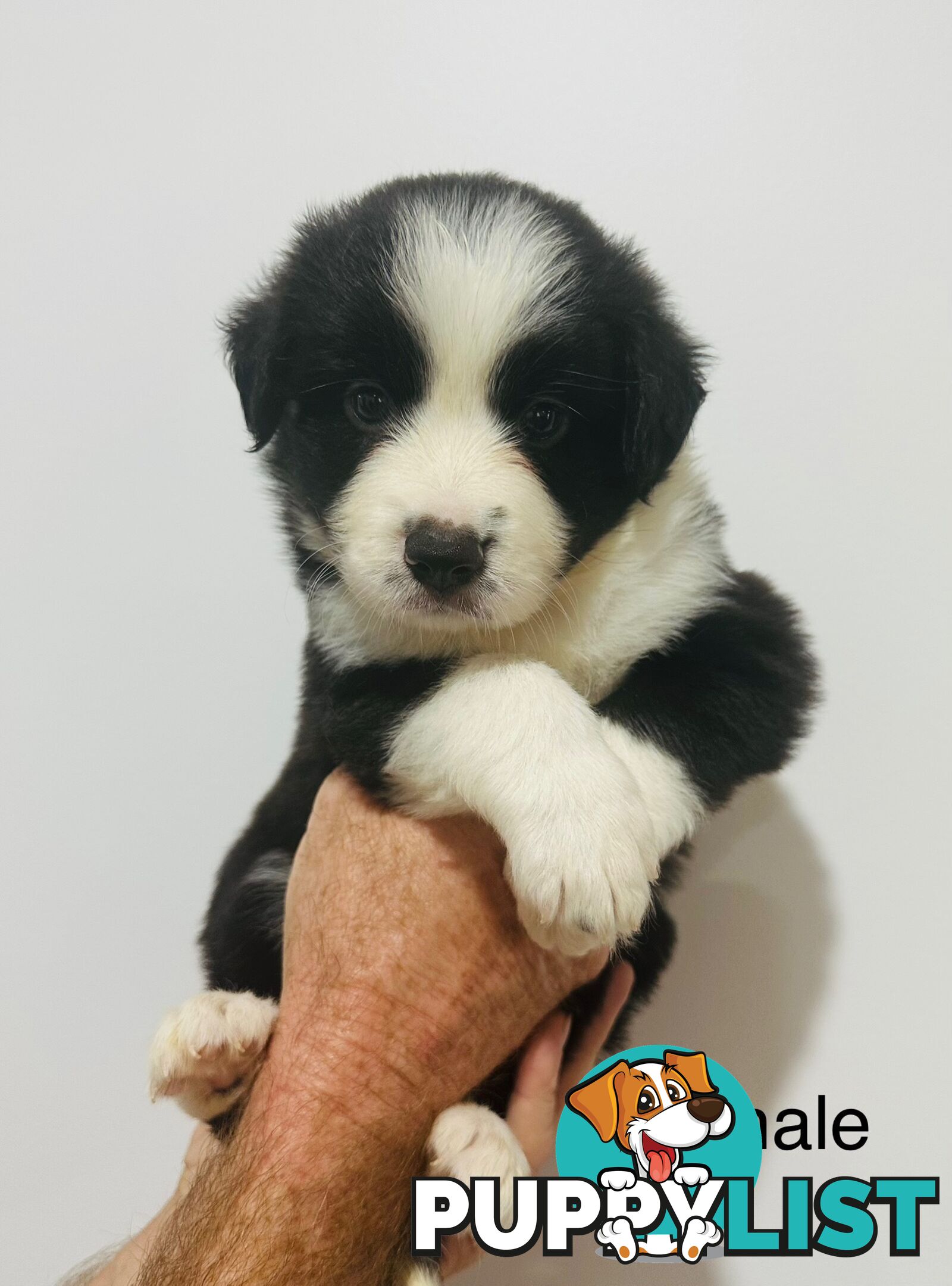 Purebred Border Collie Pups